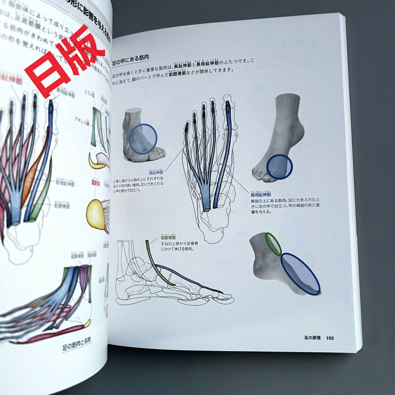 Basics of Human Drawing: From  - Japanese Manga Drawing Tutorial Book 评论和价格