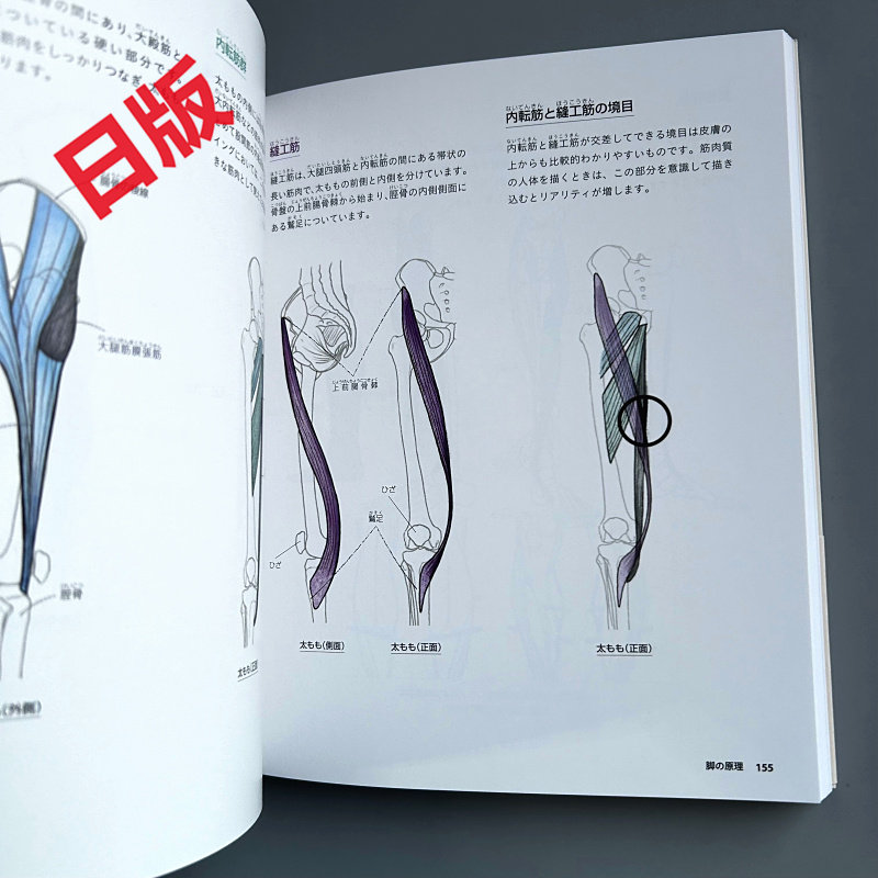 Basics of Human Drawing: From  - Japanese Manga Drawing Tutorial Book 评论和价格